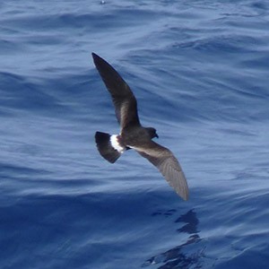 Madeiran Storm-petrel - Oceanodroma castro © John Muddeman